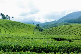 Photo 1: Tea plantation with workers